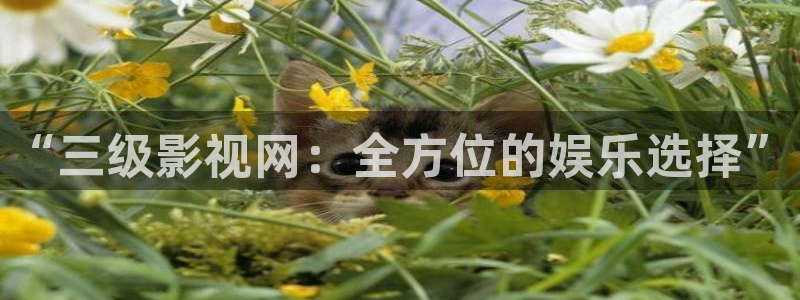 草莓视频.apk：“三级影视网：全方位的娱乐选择”